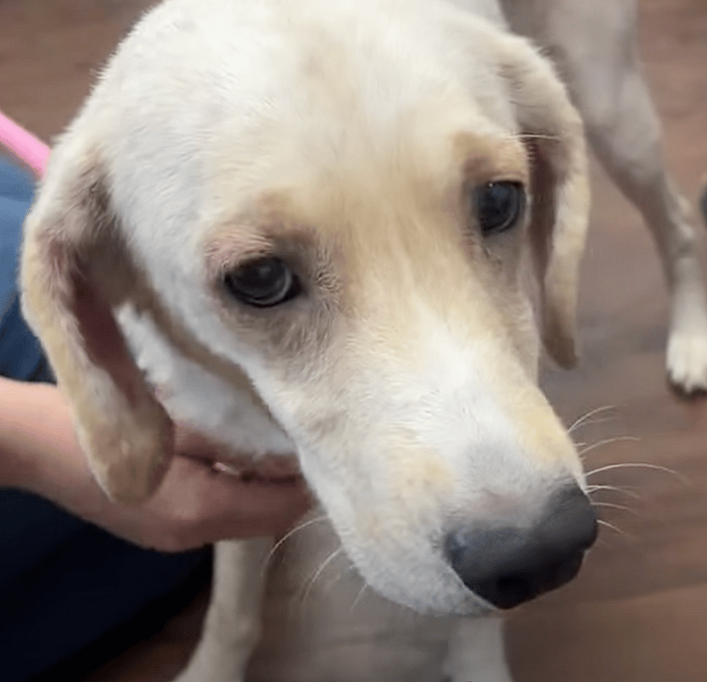 52 Animals Rescued from Cobleskill Home in Horrific Neglect Case—Public Demands Justice